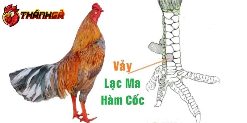 Cách xem vảy gà lạc ma hàm cốc