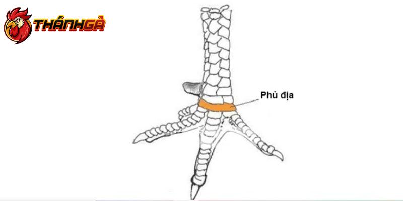 Cách xem vảy gà phủ địa cực chuẩn