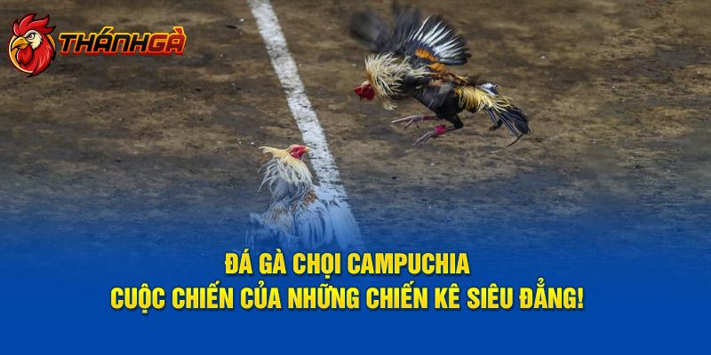 Đá Gà Chọi Campuchia - Cuộc Chiến Kỳ Thú Của Những Chiến Kê