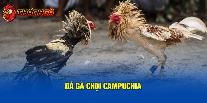 Đá gà chọi Campuchia 