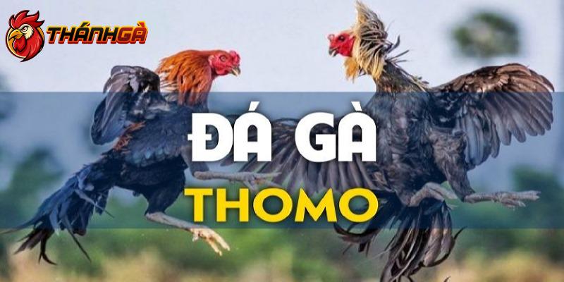 Đá gà thomo và thông tin có liên quan mới nhất 2024