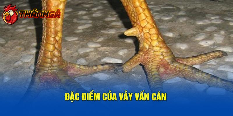 Đặc điểm của vảy vấn cán