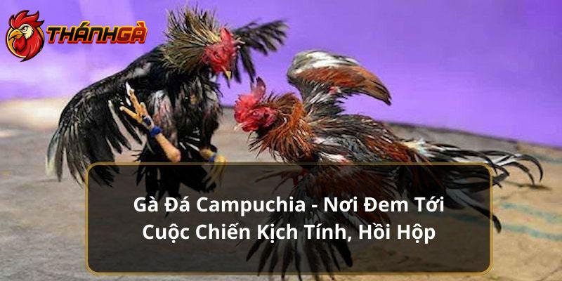 Gà Đá Campuchia - Nơi Đem Tới Cuộc Chiến Kịch Tính, Hồi Hộp