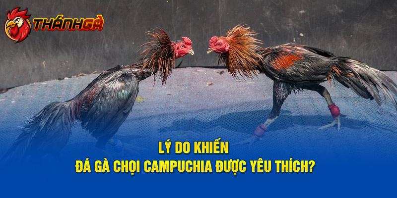                             Lý do khiến đá gà chọi Campuchia được yêu thích?