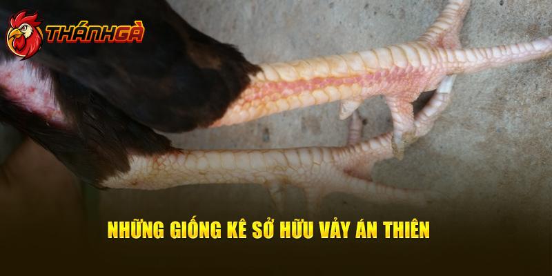 Những giống kê sở hữu vảy án thiên 