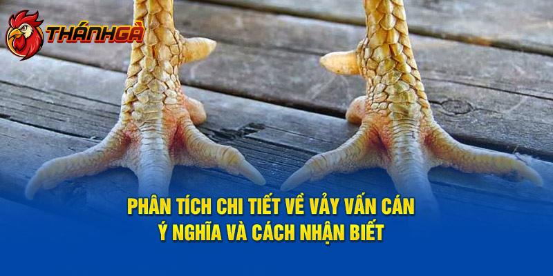 Phân Tích Chi Tiết Về Vảy Vấn Cán: Ý Nghĩa Và Cách Nhận Biết