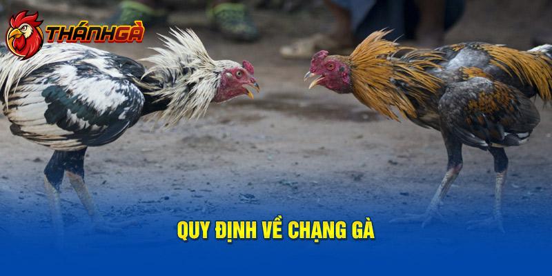 Quy định về chạng gà