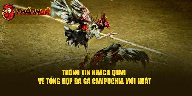 Thông tin khách quan về tổng hợp đá gà campuchia mới nhất