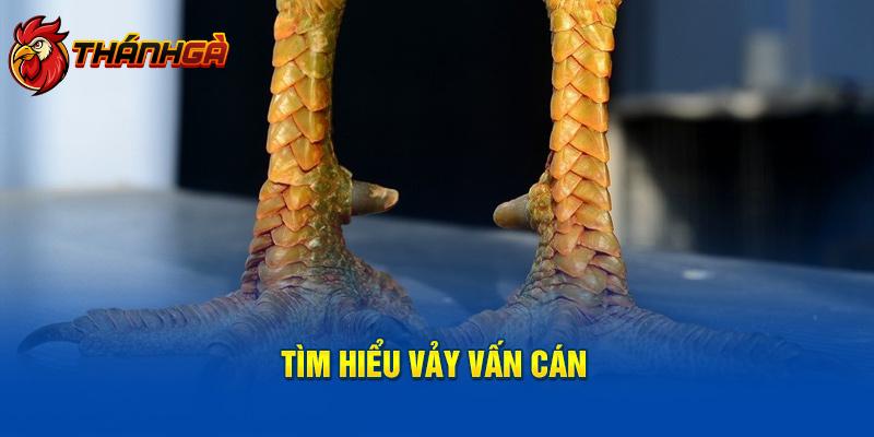 Tìm hiểu vảy vấn cán