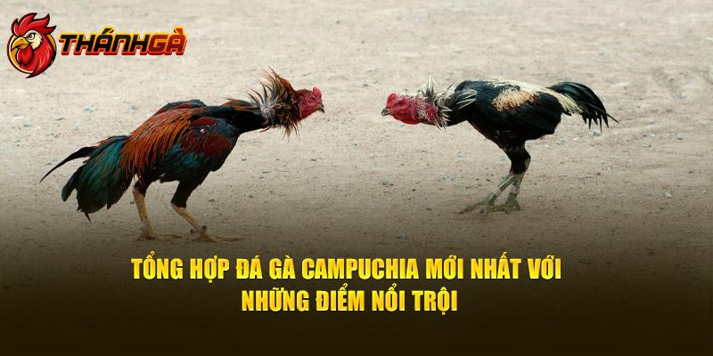 Tổng hợp đá gà campuchia mới nhất với những điểm nổi trội