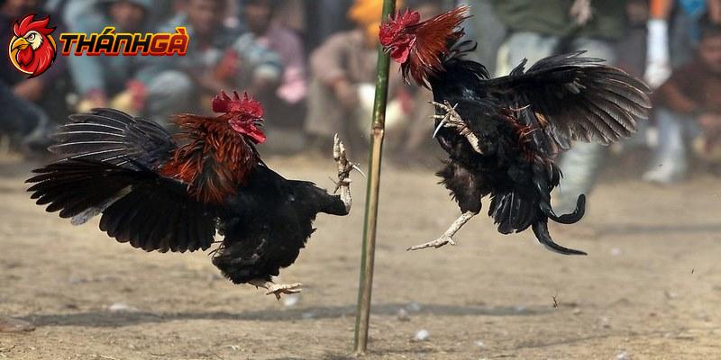 Trực Tiếp Đá Gà Thomo - Cuốn Hút Qua Những Trận Đấu Đỉnh Cao