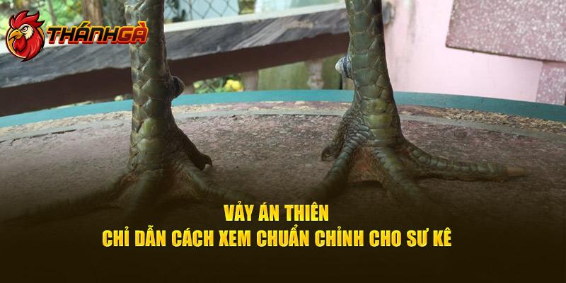 Vảy Án Thiên - Chỉ Dẫn Cách Xem Chuẩn Chỉnh Cho Sư Kê