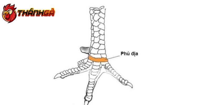 Vảy gà phủ địa được hiểu là gì?