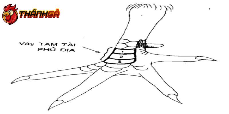 Vảy tam tài phủ địa ở chiến kê