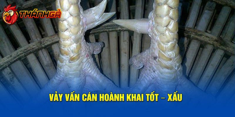 Vảy vấn cán hoành khai tốt – xấu 